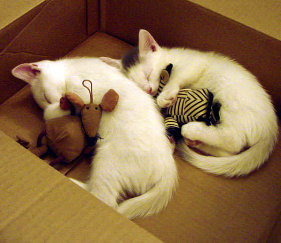 怎样进入迅捷路由器设置界面?