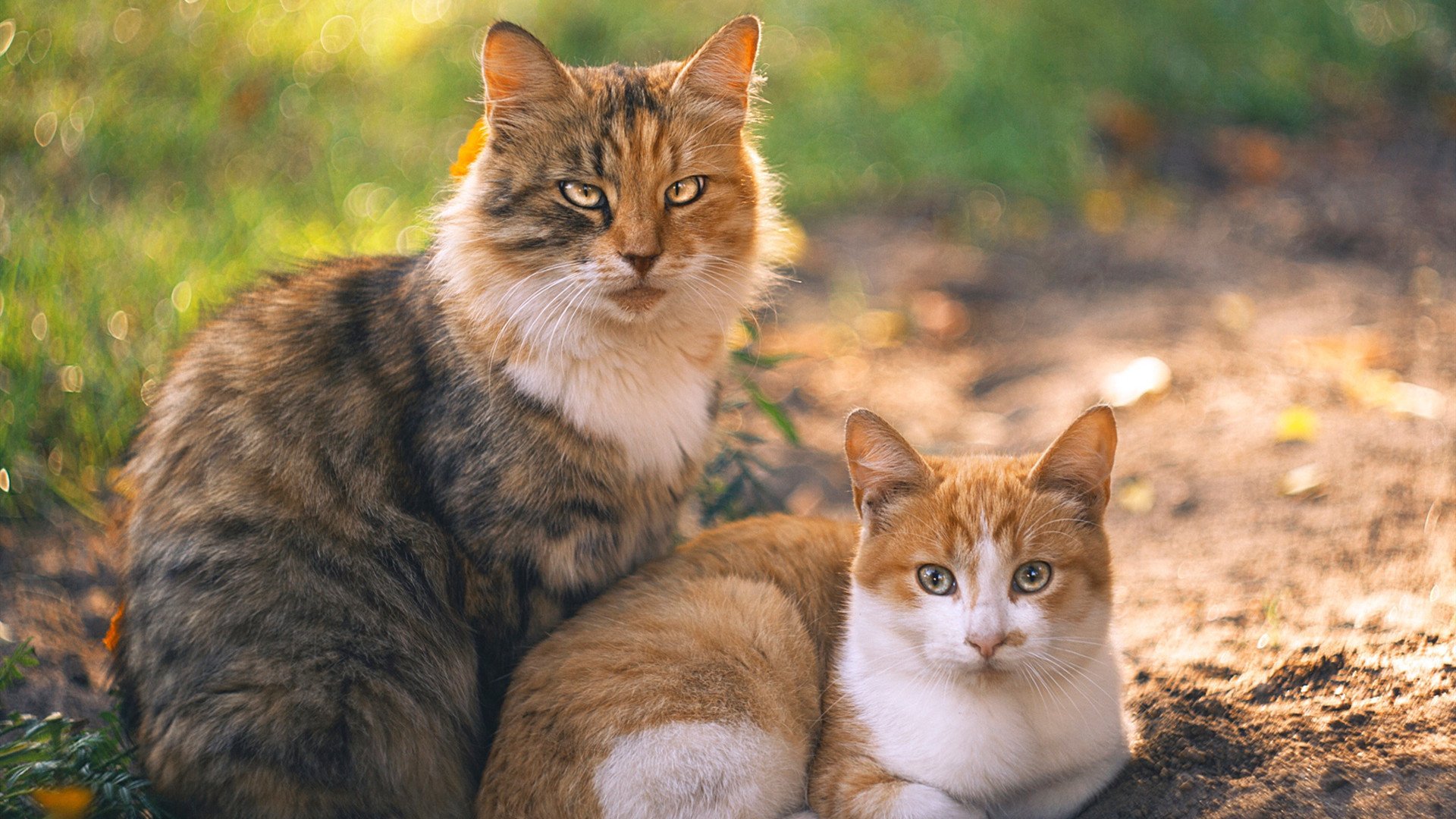 两台无线路由器怎么设置无线桥接？