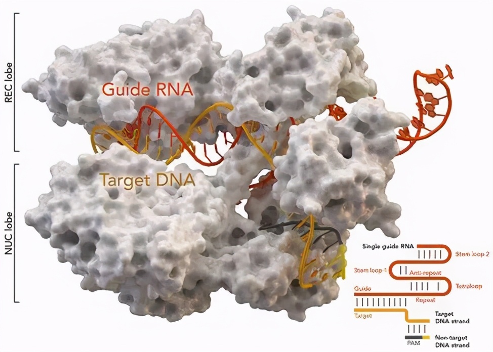 大学生如何选购笔记本电脑?(各大专业电脑推荐)(图6) 大学生如何选购笔记本电脑?(各大专业电脑推荐)