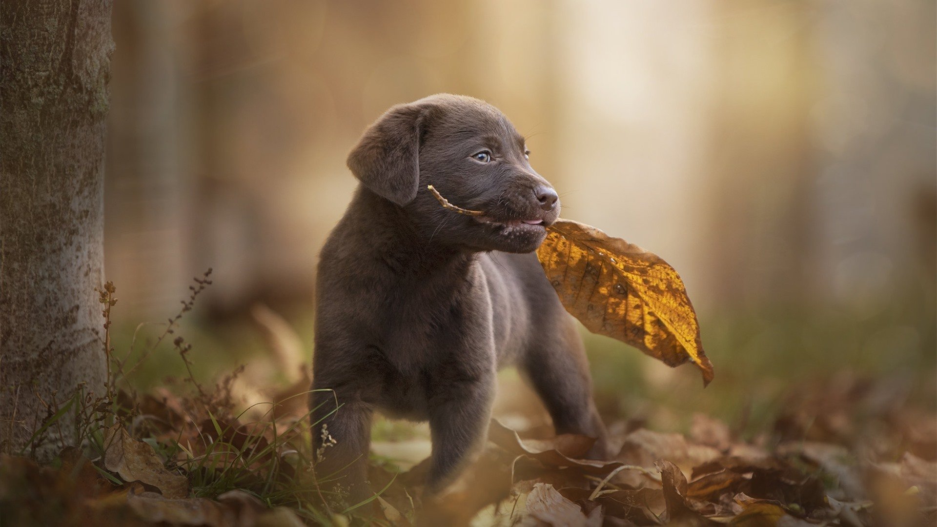 路由器设置页面在哪_路由器设置页面进不去怎么办
