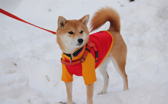电脑小知识-快捷键的使用(转载)