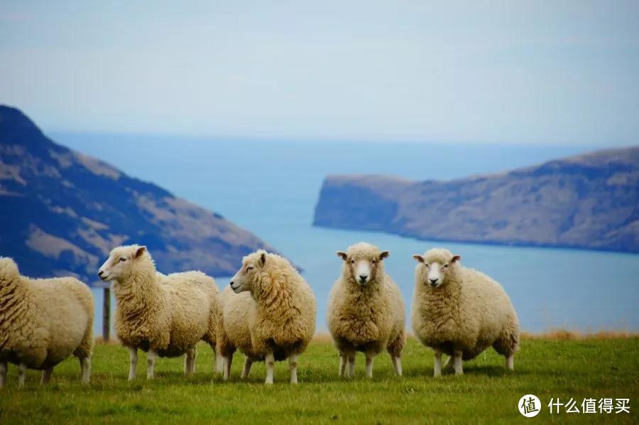 新西兰乡间典型景色