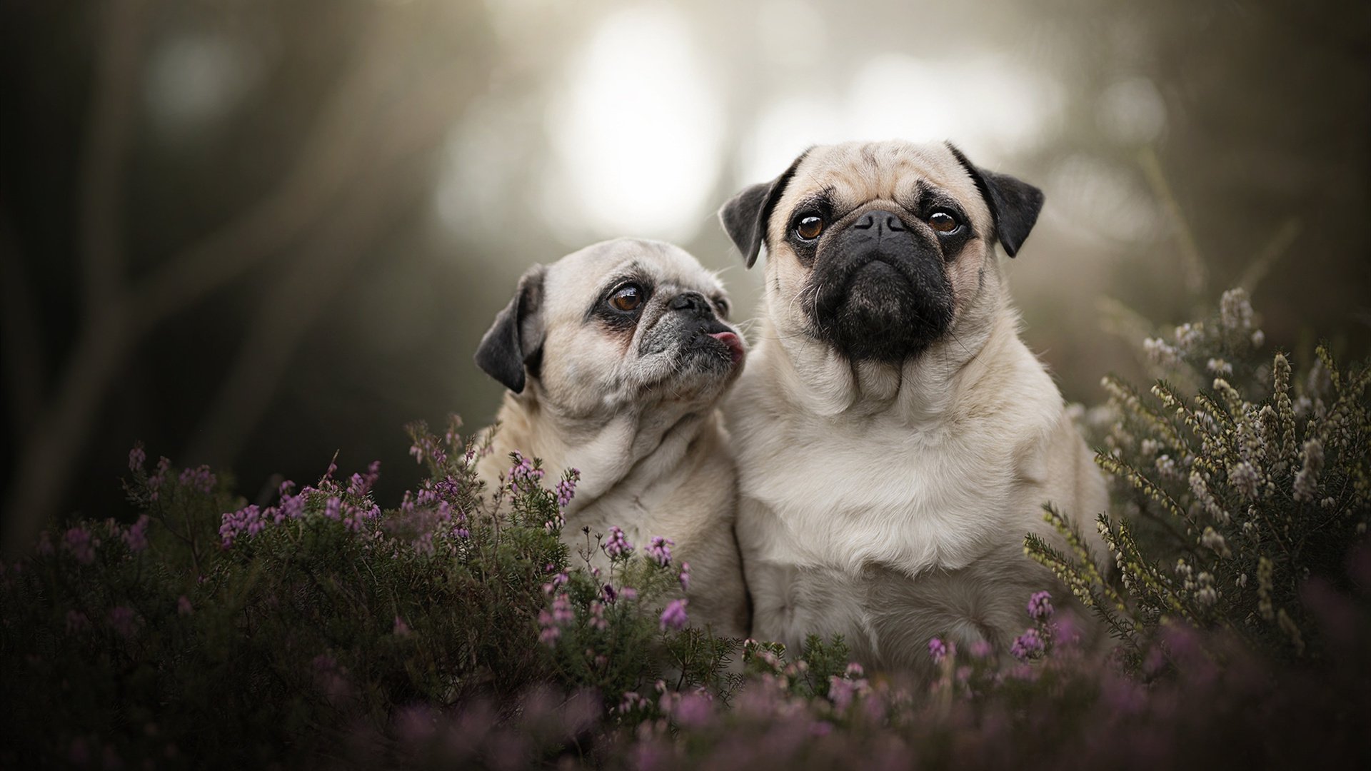 小米路由器中继怎么设置使用？