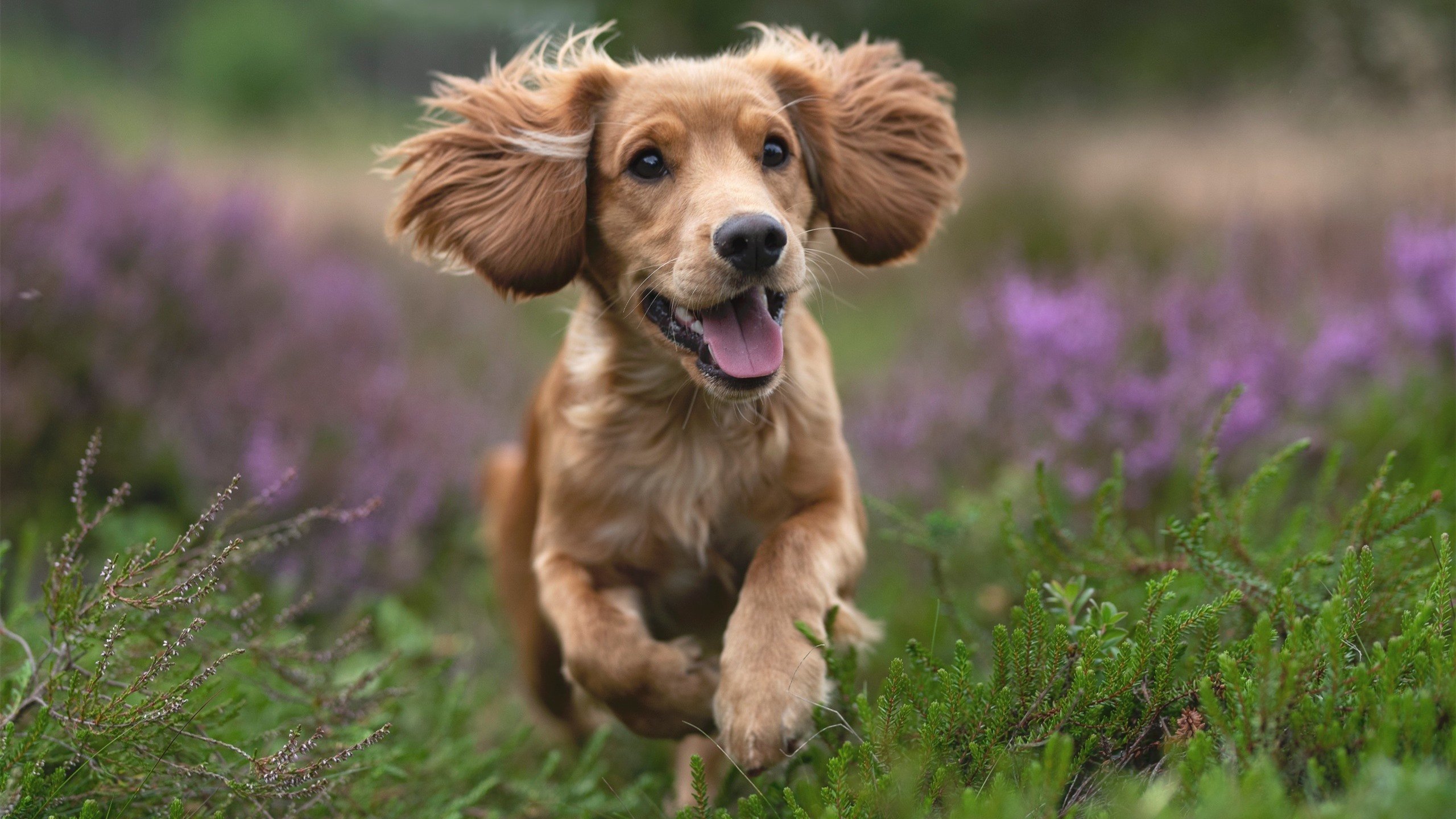 斐讯K2P路由器怎么设置？