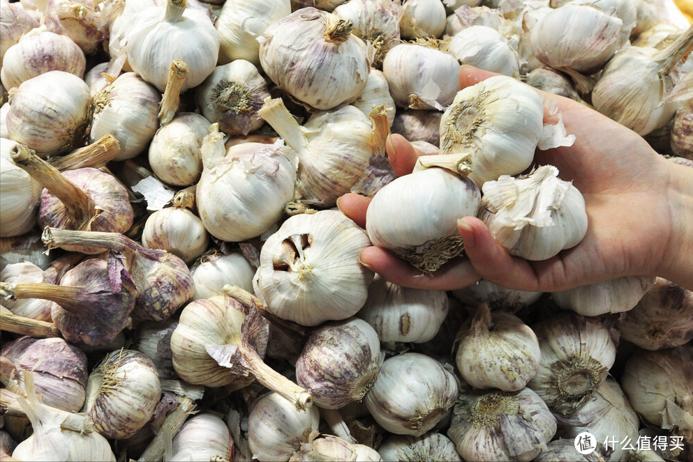 为啥大蒜在超市里不发芽,买回家放几天就长芽了?今天告诉你答案