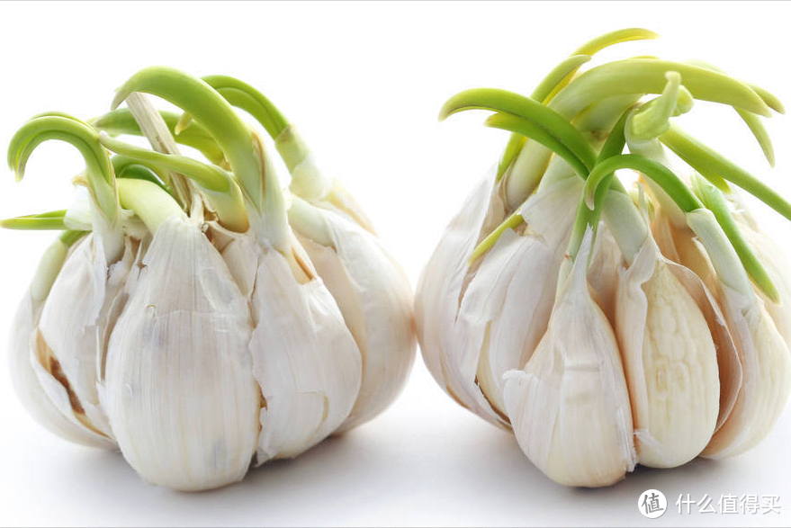 为啥大蒜在超市里不发芽,买回家放几天就长芽了?今天告诉你答案