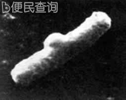 弗莱明发明青霉素