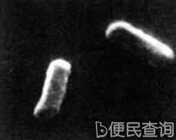 弗莱明发明青霉素