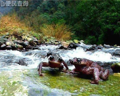 武夷山首次捕获“角怪”