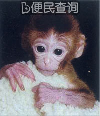 人类成功克隆猴