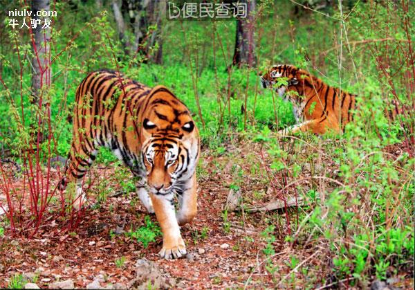 我国野生东北虎已不足三十只