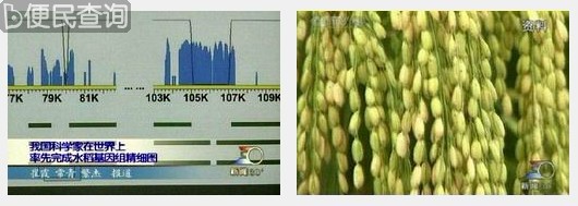 我完成世界首张水稻基因组精细图