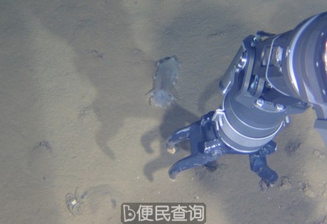 (蛟龙号7000米级海试第三次下潜采集海参照片)