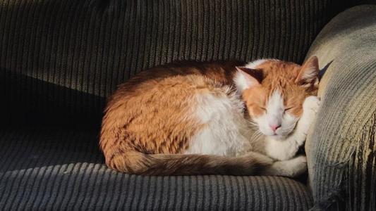 电脑桌面宠物猫电脑