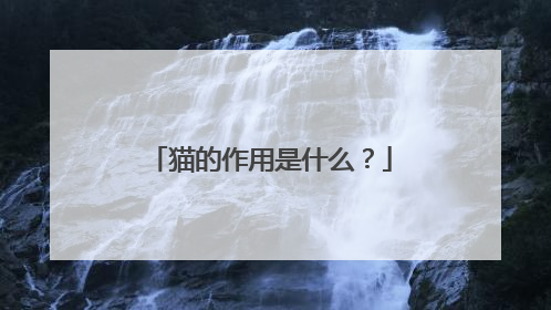 猫的作用是什么?