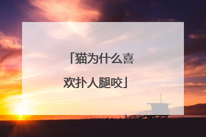 猫为什么喜欢扑人腿咬