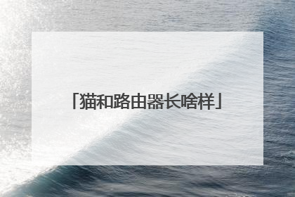 猫和路由器长啥样