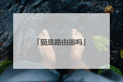 猫是路由器吗