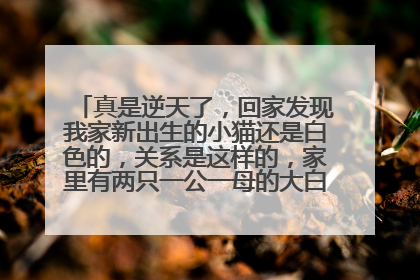 真是逆天了,回家发现我家新出生的小猫还是白色的,关系是这样的,家里有两只一公一母的大白猫,它们是一