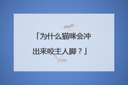 为什么猫咪会冲出来咬主人脚？