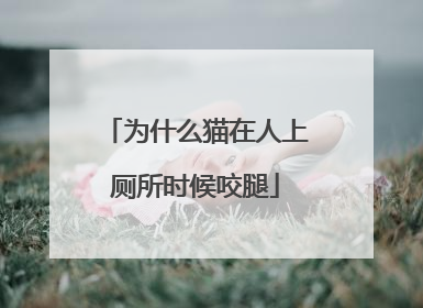为什么猫在人上厕所时候咬腿