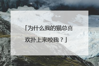 为什么我的猫总喜欢扑上来咬我?