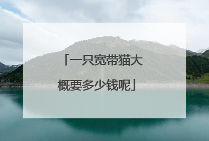 一只宽带猫大概要多少钱呢