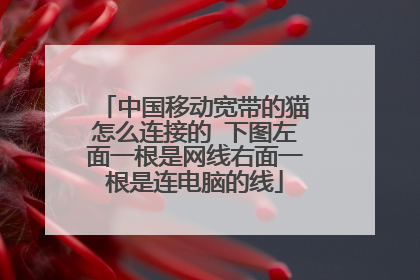 中国移动宽带的猫怎么连接的 下图左面一根是网线右面一根是连电脑的线