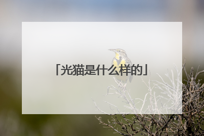 光猫是什么样的