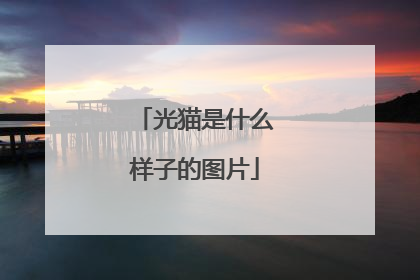 光猫是什么样子的图片