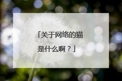 关于网络的猫是什么啊？