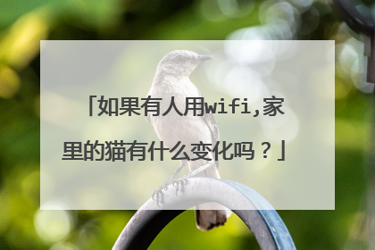 如果有人用wifi,家里的猫有什么变化吗？