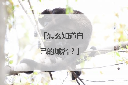 怎么知道自己的域名？