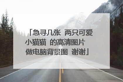 急寻几张 两只可爱小猫猫 的高清图片 做电脑背景图 谢谢
