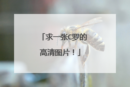 求一张C罗的高清图片！