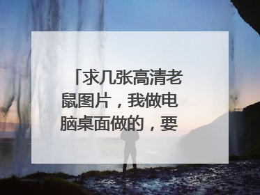 求几张高清老鼠图片,我做电脑桌面做的,要大张一点,不要动漫的,要真实的老鼠图片!