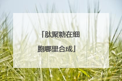 肽聚糖在细胞哪里合成