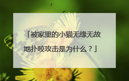 被家里的小猫无缘无故地扑咬攻击是为什么?