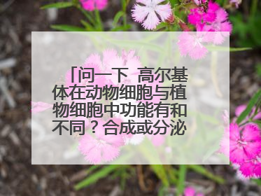 问一下 高尔基体在动物细胞与植物细胞中功能有和不同？合成或分泌的物质分别是什么？谢谢