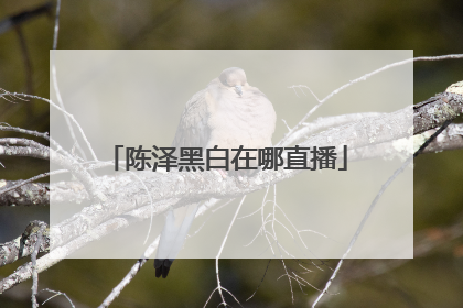 陈泽黑白在哪直播