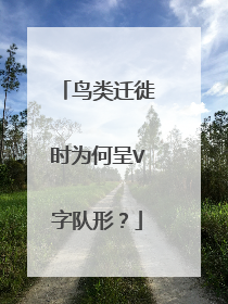 鸟类迁徙时为何呈V字队形?