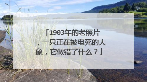 1903年的老照片，一只正在被电死的大象，它做错了什么？