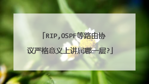 RIP,OSPF等路由协议严格意义上讲属哪一层?
