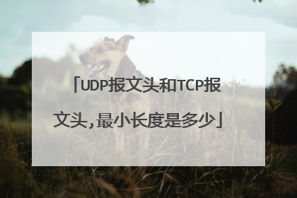 UDP报文头和TCP报文头,最小长度是多少