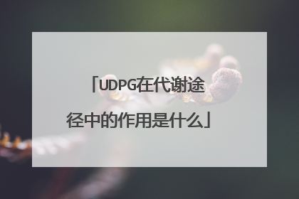 UDPG在代谢途径中的作用是什么