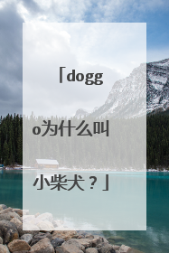doggo为什么叫小柴犬？