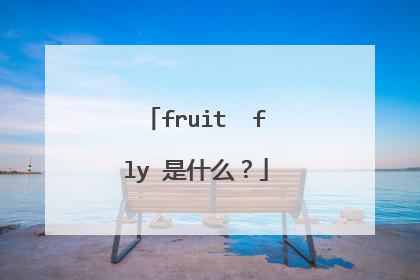 fruit fly 是什么?