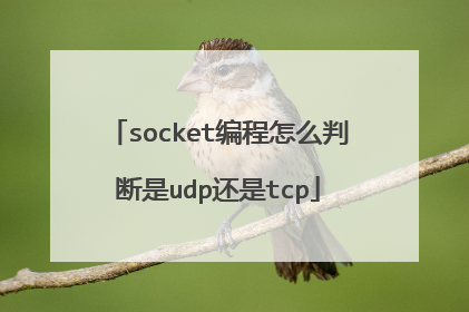 socket编程怎么判断是udp还是tcp