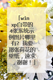 win xp自带的4张系统示例图片哪里有? 我要那张荷花的壁纸,速求,谢谢!